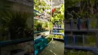 Inspirasi teras bikin nyamanWild Betta di alam water beautiful viralvideo bettafish trending [upl. by Ama]