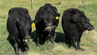 Aberdeen Lowline Angus rotational grazing [upl. by Elconin809]