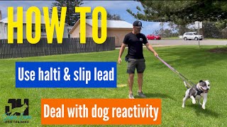 HOW TO  use Halti slip lead amp deal with dog reactivity dogtraining dog dogobedience [upl. by Sabelle]