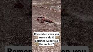 Petrified wood is from the Triassic period  Petrified Forest National Park rehumanizationtour [upl. by Kciremed]