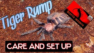 Tiger Rump Tarantula care  Davus Pentaloris The Tiger King Tarantula [upl. by Aklim480]