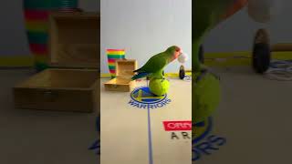 Bird Training  Smart lovebird Parrot  Smart Little Cute Parrot training smartparrot cute [upl. by Poland348]