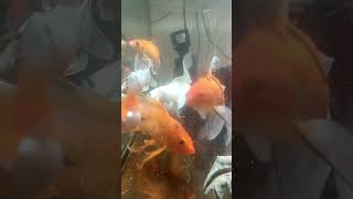 Beautiful fish tank subscribe fish fishtankvlog aquariumfish guppy mollyfish short koi [upl. by Ardiekal]