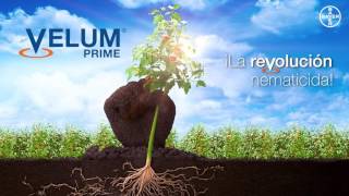 Bayer lanza VELUM PRIME un innovador nematicida para cultivos hortícolas [upl. by Edge670]