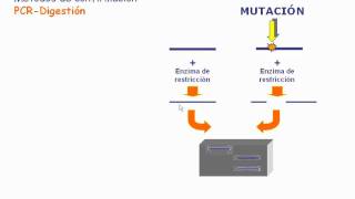 Detección de mutaciones por PCRdigestión [upl. by Assira914]