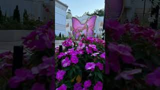 Dollywood 2024 dollywood dollyparton trending short shorts trend viralvideo mustsee dream [upl. by Ernesta]