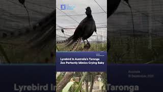 LyreBird In Australia’s Taronga Zoo Perfectly Mimics Crying Baby [upl. by Anoniw]