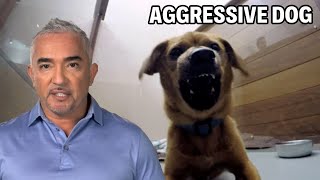 This Dog Is Territorial And Aggressive  Dog Nation Episode 6  Part 2 [upl. by Wayolle]