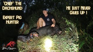 Hunting Feral Pigs with Dogs quotChiefquot the Pig Hunting Super Star [upl. by Warden511]