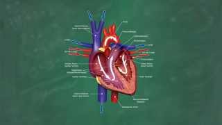 Herz amp Blutkreislauf verständlich erklärt [upl. by Glenine]