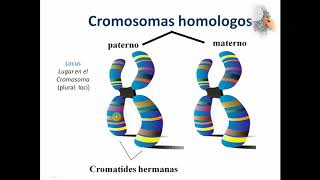 1 CONCEPTOS BÁSICOS GENÉTICA [upl. by Eltsyrhc593]