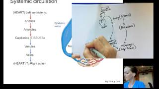 BIO6 Lecture17 Blood Pressure [upl. by Eneiluj648]