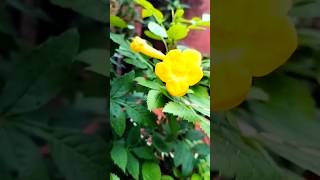 Pink lily 🏡🌳 Rain lily plant plant no7shorts shortsviral trendingshort [upl. by Maillij]