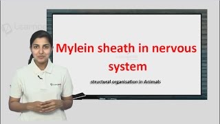 Mylein Sheath in nervous system explained in a simple manner with 2017 NEET question [upl. by Pruchno]