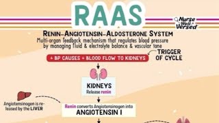 The ReninAngiotensinAldosterone System RAAS [upl. by Gauntlett460]