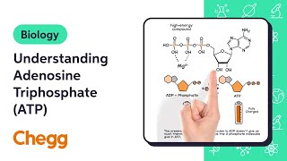 Understanding Adenosine Triphosphate ATP  Biology [upl. by Orgell815]