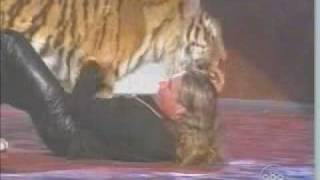 Wild Tiger Attack Stunt at Award Show [upl. by Demetria]