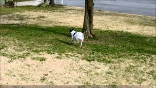 Luxating Patella Jack Russell Terrier [upl. by Madda]