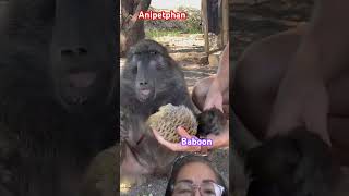 The baboon has insane reflexes short baboon insane [upl. by Moffit]