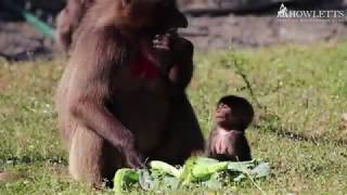 Gelada Infant Born At Howletts Wild Animal Park [upl. by Stanislaus]