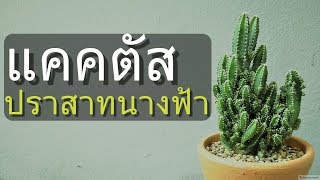 Cactus Name With Pictures Fairy Castle Cactus Care 🌵 แนะนำแคคตัสน่าเลี้ยง แคคตัสปราสาทนางฟ้า [upl. by Ayhdnas508]