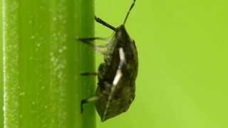 Brown Marmorated Stink Bug Nymph Feeding クサギカメムシ幼虫がクロバナヒキオコシの茎を吸汁 [upl. by Nooj]