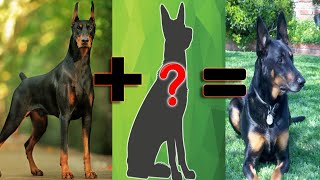 Top 16 Doberman Mix Breed  Contra VS [upl. by Sell]