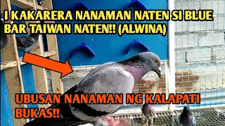 I KAKARERA NANAMAN NATEN SI BLUE BAR TAIWAN BUKASALWINA UBUSAN NANAMAN NG KALAPATI [upl. by Annid709]