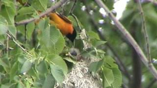 Baltimore Oriole [upl. by Aneras954]