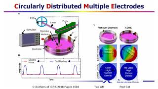 Differentiation of C2C12 Myoblasts and Characterization of ElectroResponsive Beating Behavior of My [upl. by Selbbep]