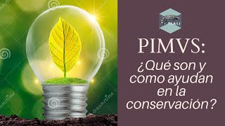 PIMVS ¿Qué son y cómo ayudan a la conservación [upl. by Ujawernalo]