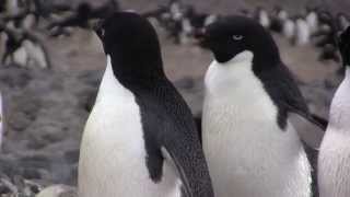 Ghost Rookeries Climate Change and the Adelie Penguin [upl. by Orlov]