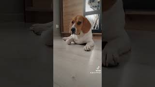 Piłeczka pod meblami 😱 piesek dlaciebie humor beagle dog [upl. by Reviere]