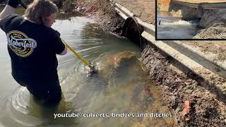 UNBLOCKING CULVERT WITH BEAVER BLOCKAGE 122023 [upl. by Leirraj]