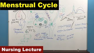 👚 Menstrual Cycle👚  👚Reproductive Cycle 👚 Nursing Lecture [upl. by Atwood]