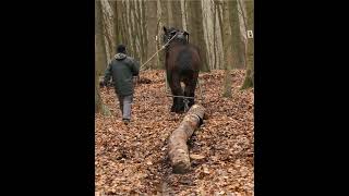 This extremely strong draft horse pulls a heavy tree trunk without difficulty [upl. by Defant]