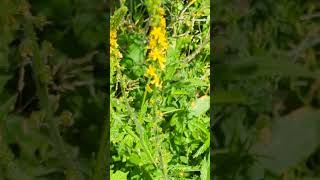 Flowers of our south Norfolk fields  Agrimony [upl. by Allerbag]