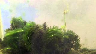 Beginner aquarium plants Elodea Anacharis Species Sunday [upl. by Ema]