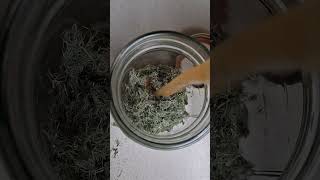 Turning Usnea into a natural antibiotic diy homemade natural antibiotic short [upl. by Nelad]