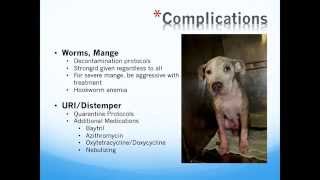 Saving ParvoPositive Pups  2015 conference recording [upl. by Rhea420]