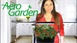 AeroGarden Review  Testing Cool Kitchen Gadgets [upl. by Flory]