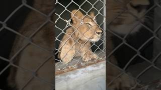 My favourite animal lion the king of jungle pleasesubscribemychannel [upl. by Crescantia]