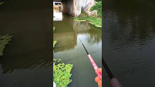 Fishing Rod amp Reel fishing fish [upl. by Yaj110]