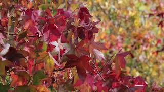 Sweet Gum Tree [upl. by Abla98]