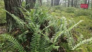 Paprotka zwyczajna Polypodium vulgare [upl. by Ishii]