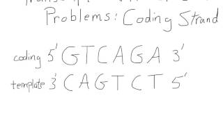 Transcription and Translation For A Coding Strand [upl. by Llenart903]