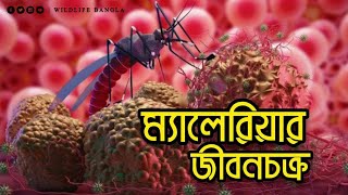 ম্যালেরিয়ার জীবনচক্র  The Life Cycle Of Malaria  Wildology Bangla [upl. by Shanney]