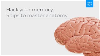 Hack your memory 5 tips to master anatomy once and for all  Kenhub [upl. by Ainek706]