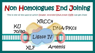 NHEJ  Nonhomologous end joining  What proteins are involved in nonhomologous end joining [upl. by Reilly]