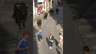 CARRERA DE LOS TOROS POR LA CALLE SAN JUAN ARGANDA DEL REY toros viralshorts [upl. by Ahseyi]